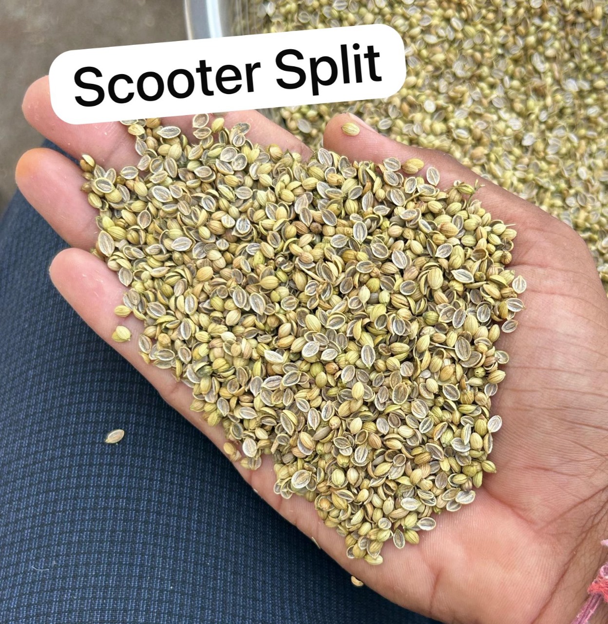 Coriander splits