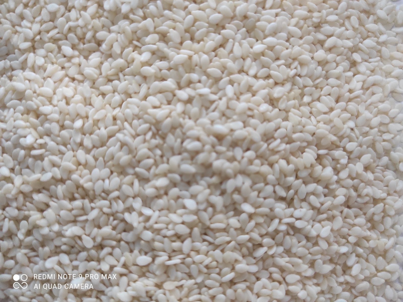 Sesame Seed